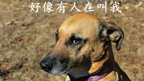 耗尽才华给狗狗起了好听名字,可惜狗狗不理,简单几招教狗狗听懂自己的名字。